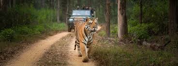 pench online safari