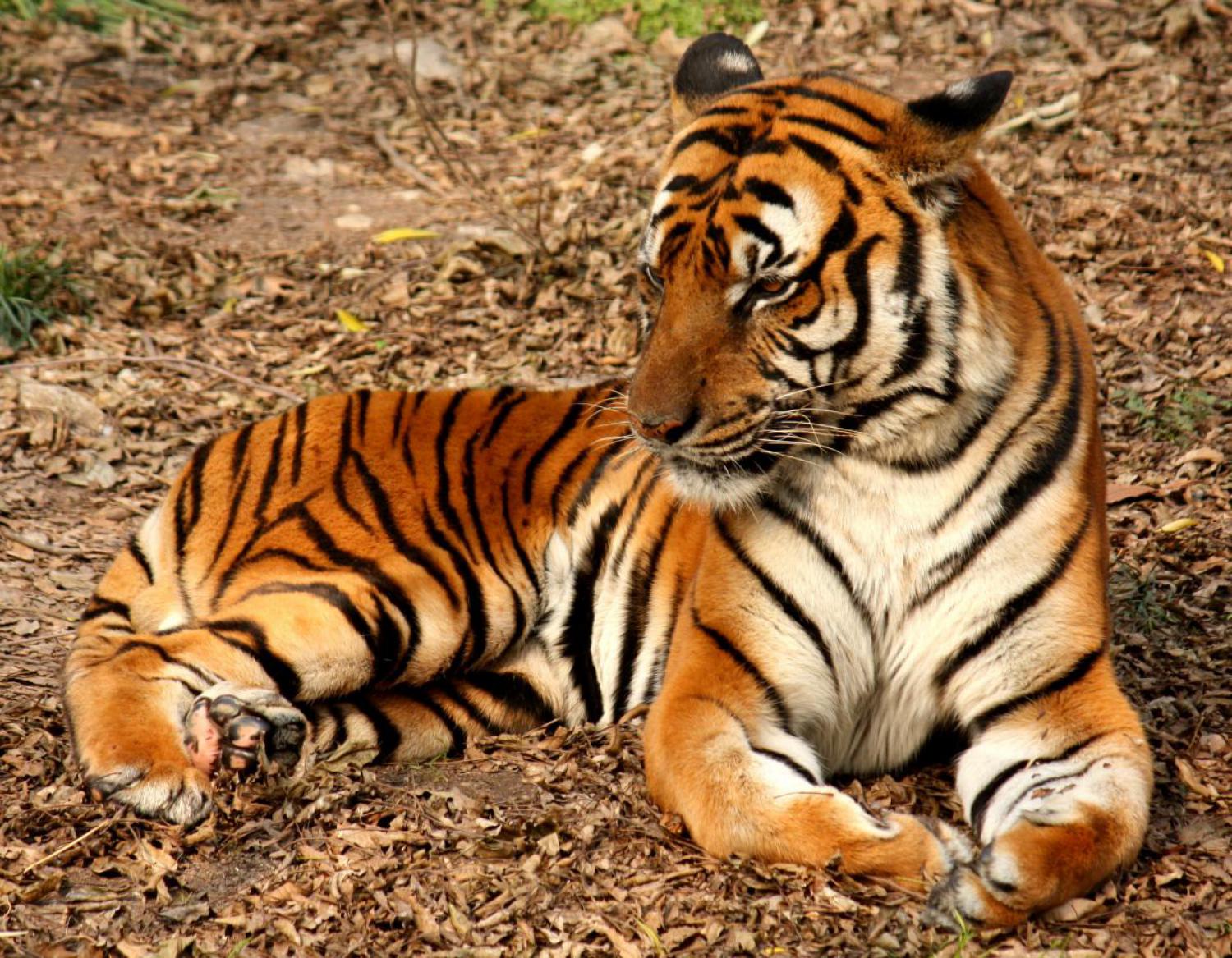 Tiger Sightings in Pench National Park