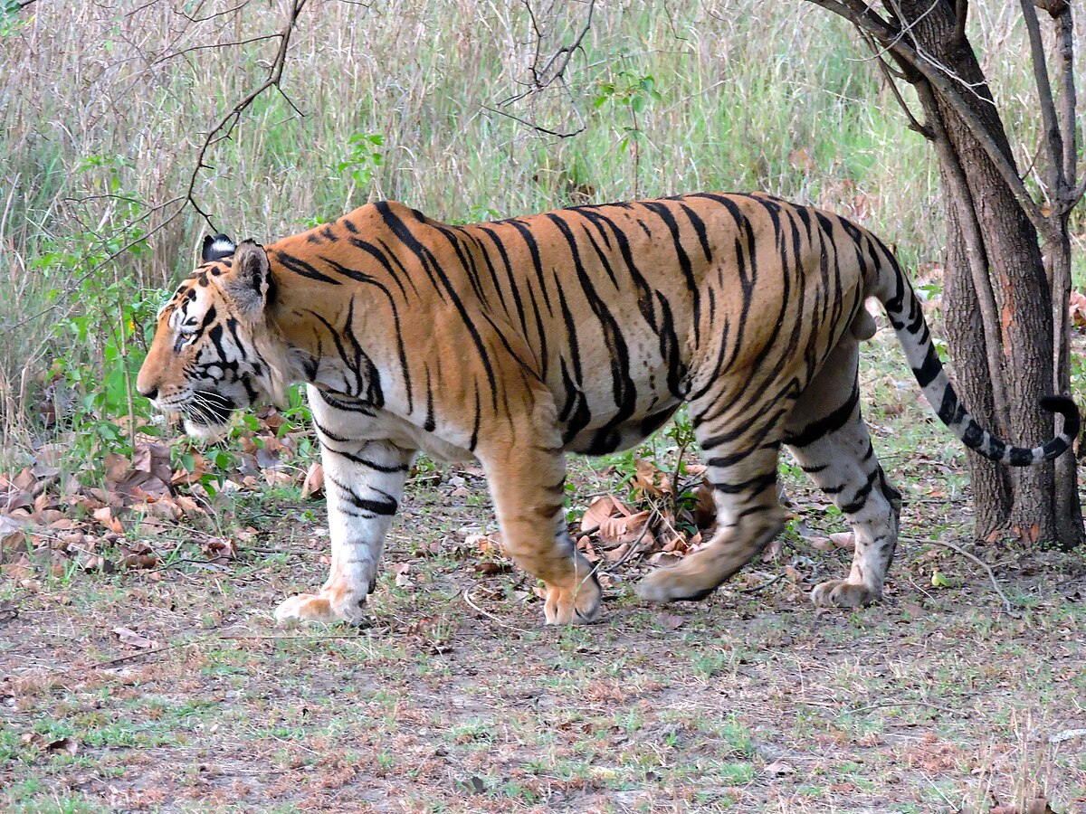 Meet the Majestic Tigers of Pench