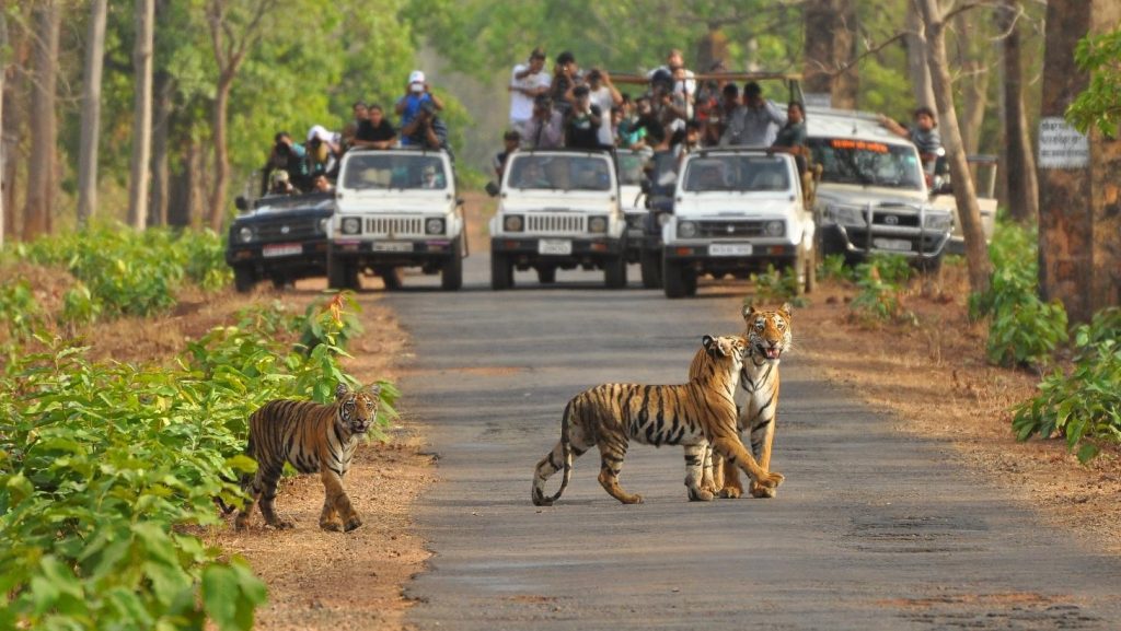 Best Time To Visit Pench National Park