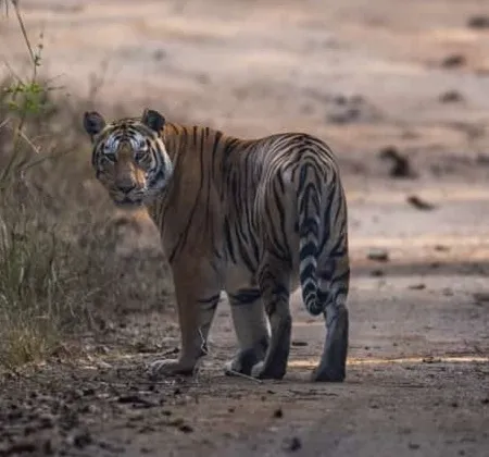 Mogarkasa - A Hidden Gem of Pench
